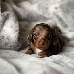 Dachshund Puppies from Oklahoma akc miniature dachshunds