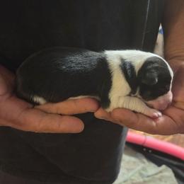 Black white boy - Black and white male Border Collie puppy in Bradley, South Carolina from DiCola Farm