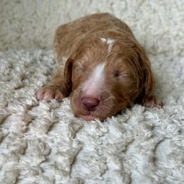 Allie - Apricot female Goldendoodle puppy in Willacoochee, Georgia from Kitandkboodle's Doodles