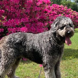 Goldendoodles from Goldendoodle Savanah