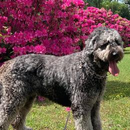 Goldendoodles from Goldendoodle Savanah