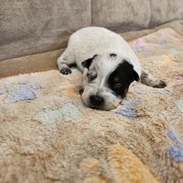 AKC CHAMPION BLOODLINE AUSTRALIAN CATTLE DOG PUPPY - BOY 2 - Blue male Australian Cattle Dog puppy in Cassatt, South Carolina from B & E Farms