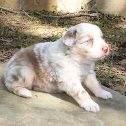 Mantis - Red merle male Australian Shepherd puppy in Macon, Georgia from Shaina’s Shepherds