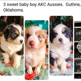 Australian Shepherd puppies from 2bar Aussies