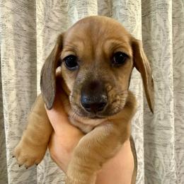 Shaded cream male - Cream male Dachshund puppy in Centralia, Washington from FairyTail Dachshunds