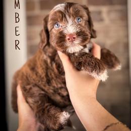 Umber - Chocolate male Australian Labradoodle puppy in Decatur, Alabama from Southern Meadows Doodles