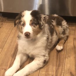 Ace - Miniature American Shepherd