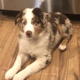 Ace - Miniature American Shepherd