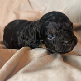 Ocean - Brown white and tan female Cockapoo puppy in Saint Louis, Missouri from Jax Doodles