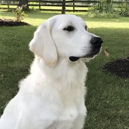 Georgie - Golden Retriever