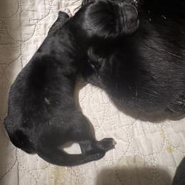 Puppy Girl 2 - Black female Newfoundland puppy in St Cloud, Minnesota from BurningEmbers