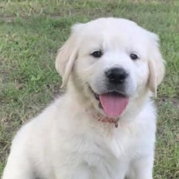Golden Retrievers from By Grace Golden Retrievers