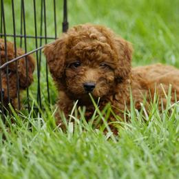 Archer - Red  male Goldendoodle puppy in Augusta, West Virginia from Creation Goldedoodles
