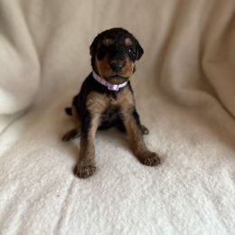 Betty - Black and tan female Airedale Terrier puppy in Thomasville, North Carolina from Beitzel Babies