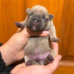 Blue Fawn Make (Sansa - Meeko) - Brindle male French Bulldog puppy in Gulf Breeze, Florida from SW Frenchies
