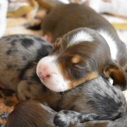 Wyatt AKC - Piebald male Dachshund puppy in De Land, Florida from Pretty Painted Mini Doxies