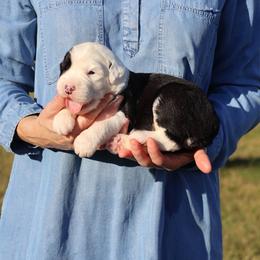 Heather - Gray and white female Old English Sheepdog puppy in Cleveland, Tennessee from Narrow Path Old English & Sheepadoodles