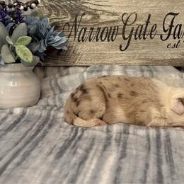 Reba - White and red merle female Border Collie puppy in Moody, Texas from Narrow Gate Farm