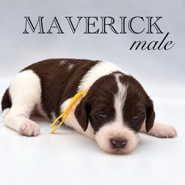 Maverick - Brown and white male Aussiedoodle puppy in Claremont, North Carolina from Magnolia Grove Farms