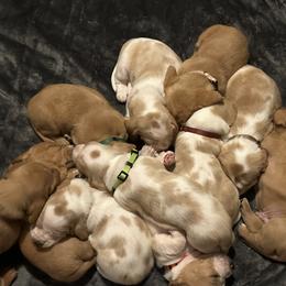 Basset Hound Puppies from Dailey Family Bassett Hounds