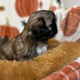 Shih Tzu Puppies from Lavender Lane Tzus