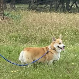 Ford - Pembroke Welsh Corgi