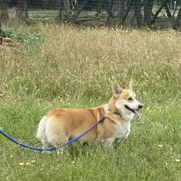Ford - Pembroke Welsh Corgi