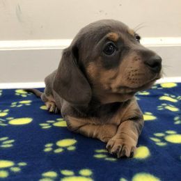 Dachshunds from Vogelsang’s Miniature Dachshunds