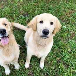 Golden Retriever Puppies from Salty Goldens