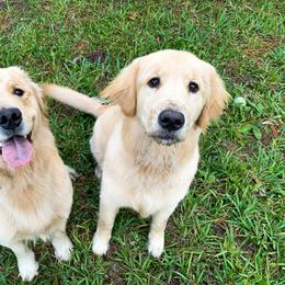 Golden Retriever Puppies from Salty Goldens