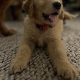 Golden Retriever Puppies from Washington Lakeside Goldens