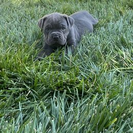 Rip - Gray brindle male Cane Corso puppy in Utah from 3Lake Kennelz
