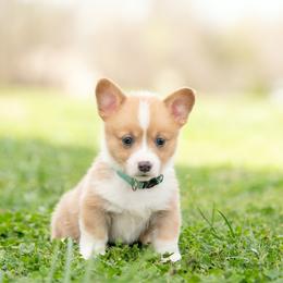 Blue collar- Texas - Fawn male Pembroke Welsh Corgi puppy in Waverly Hall, Georgia from 6g Ranch Corgis