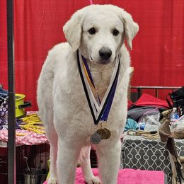 Toffee - Kuvasz