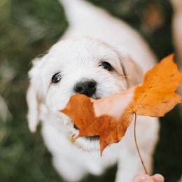 Australian Labradoodle Puppies from Bedrock Labradoodles