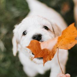 Australian Labradoodle Puppies from Bedrock Labradoodles