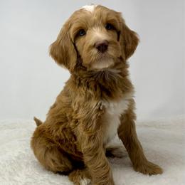Briar - Red  male Goldendoodle puppy in Calhoun, Georgia from FamilyLoved Doodles
