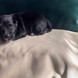 Volcom - male Sporty Mix puppy in Richland, Michigan from Seay's Sporty Mixes