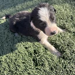 Boy 4 - Black and white male Border Collie puppy in Temecula, California from Joni Gibson's Border Collies