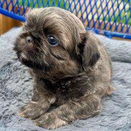 Wilbur - Blue male Shih Tzu puppy in Kettering, Ohio from LaDawn’s Little Lions