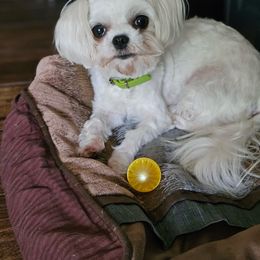 Darla - Maltese