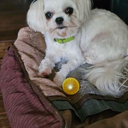 Darla - Maltese