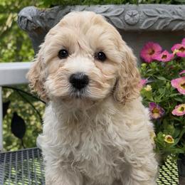 Dakota - Cream male Australian Labradoodle puppy in Washington, North Carolina from Pamlico Labradoodles