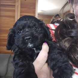 Cocker Spaniel Puppies from VanTrees Cocker Spaniels