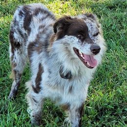 Australian Shepherds from Marvelled Aussies