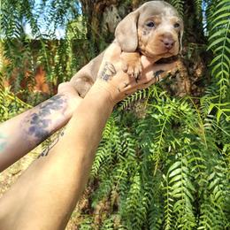 Issy - Dapple male Dachshund puppy in Norco, California from Tessasprettydachshunds