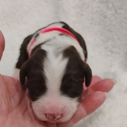 Aussiedoodle Puppies from Southern Charm Doodles