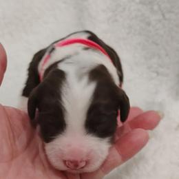 Aussiedoodle Puppies from Southern Charm Doodles