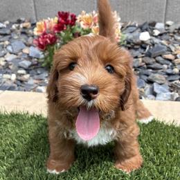 Gill - Red male Australian Labradoodle puppy in Roseville, California from Darby Park Doodles