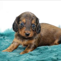 Female 2 - Red female Dachshund puppy in Childress, Texas from Taylor Farms